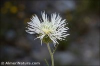 Galactites tomentosus