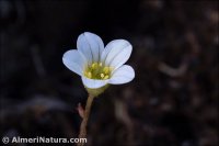 Saxifraga trabutiana
