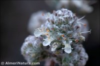 Teucrium eriocephalum subsp. almeriense