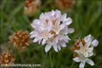 Armeria splendens