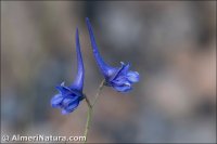 Delphinium gracile