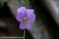Viola crassiuscula