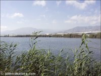 Albufera de Adra