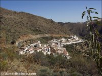 Laroya