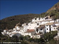 Laroya