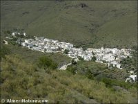 Velefique