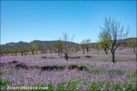 Sorbas