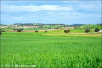 Llanos de Topares