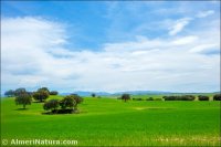 Llanos de Topares