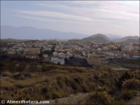 Antas