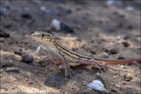 Acanthodactylus erythrurus
