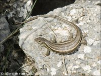 Psammodromus algirus