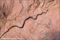 Hemorrhois hippocrepis