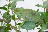 Chamaeleo chamaeleon