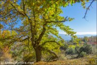 Castañar de Paterna