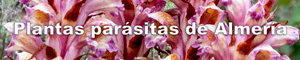 Plantas parásitas de Almería