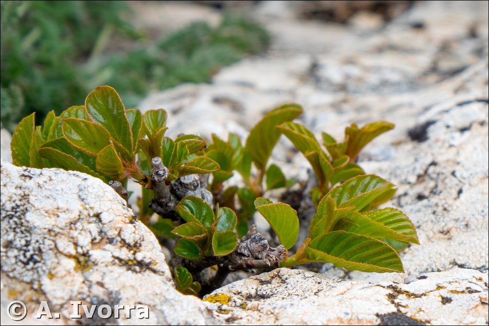 Atadinus alpinus subsp. alpinus