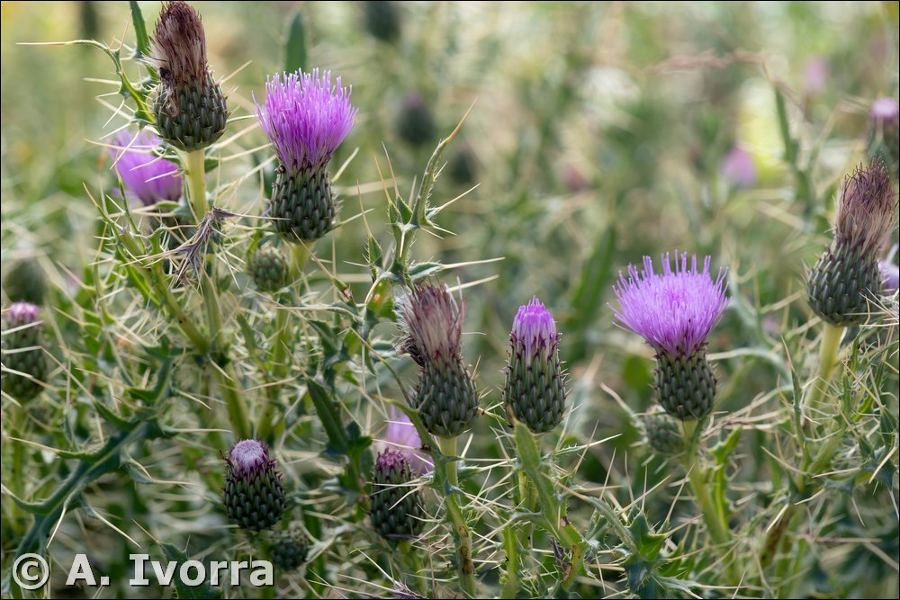 Cirsium x nevadense