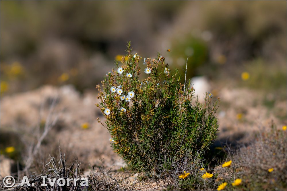 Cistus clusii subsp. multiflorus