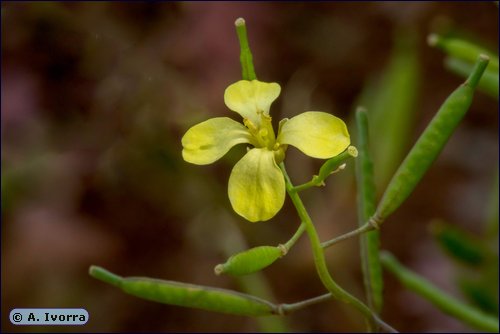 Diplotaxis siettiana