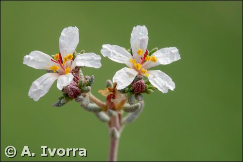 Mesembryanthemum nodiflorum