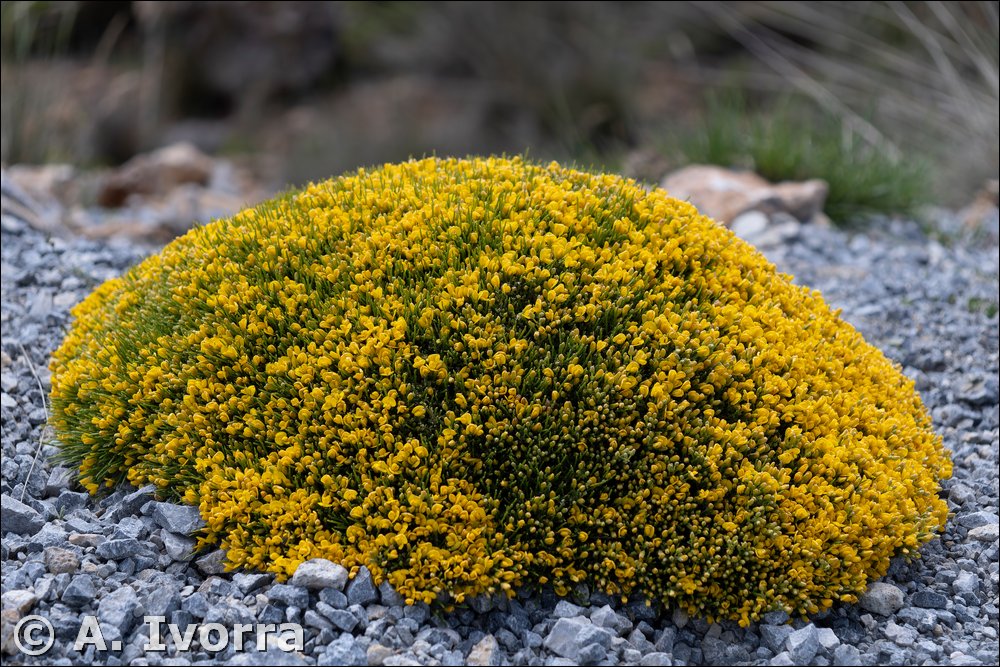 Genista longipes subsp. longipes