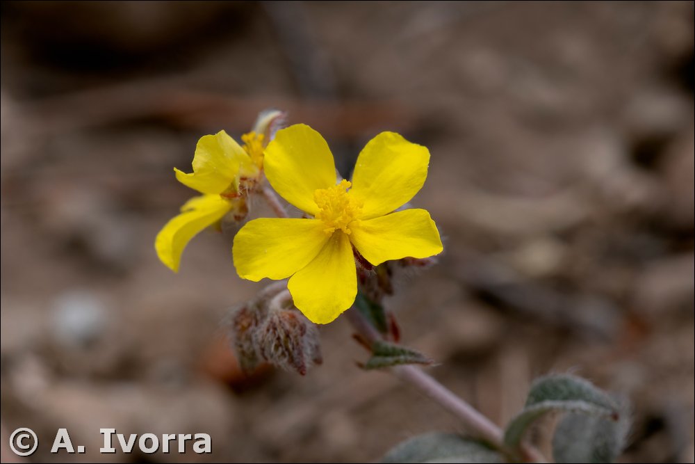 Helianthemum cinereum subsp. cinereum