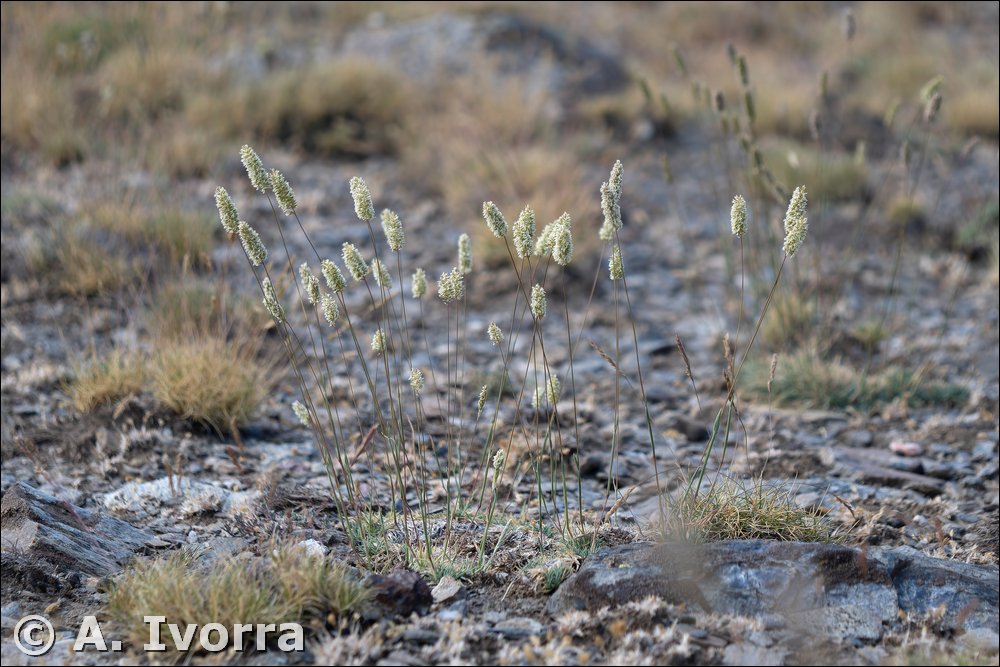 Koeleria dasyphylla subsp. nevadensis