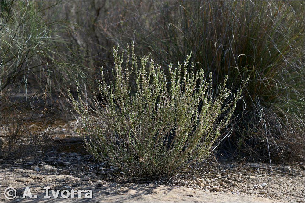 Satureja obovata subsp. canescens