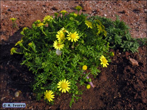 Senecio leucanthemifolius