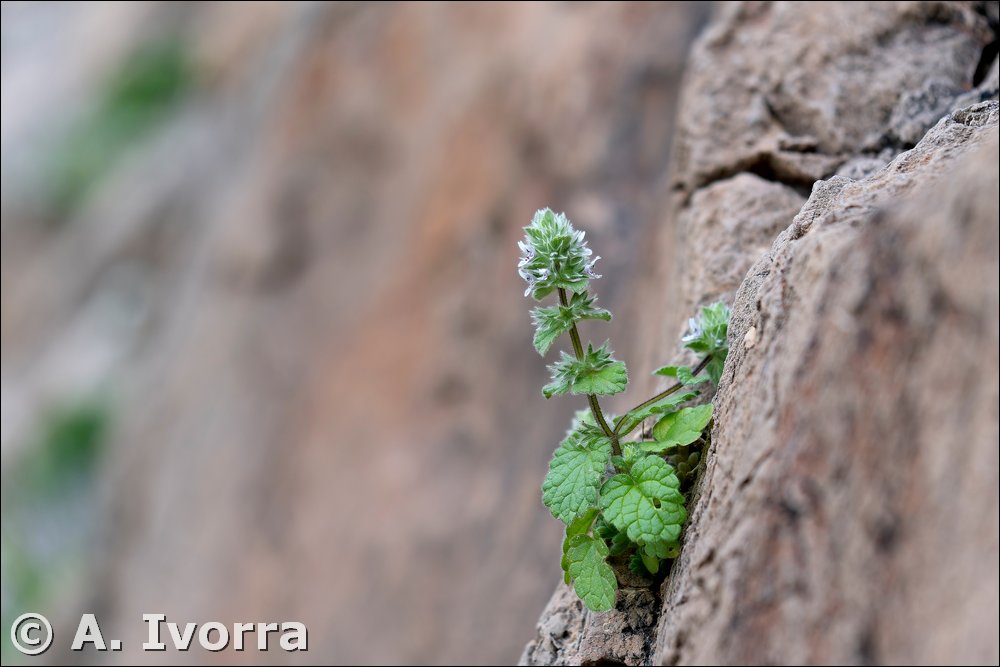 Stachys brachyclada