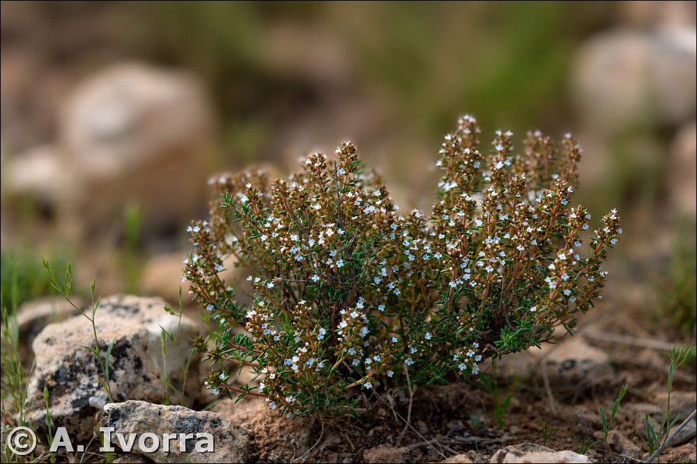 Thymus orospedanus